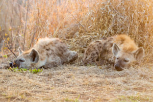 Spotted Hyena (Crocuta crocuta), two cubs sleeping, Mpumalanga, South Africa Spotted Hyena (Crocuta crocuta), two cubs sleeping, Mpumalanga, South Africa